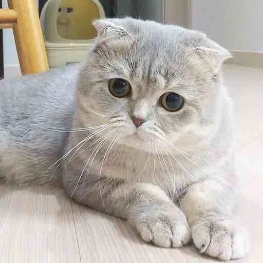 😿 Стикер «Kotya kot» для Telegram