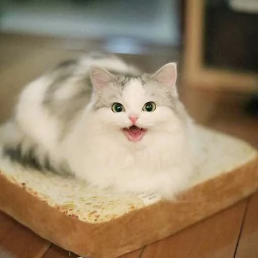 🥪 Стикер «Kotya kot» для Telegram