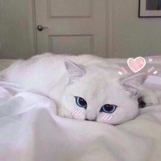 😻 Стикер «Kotya kot» для Telegram