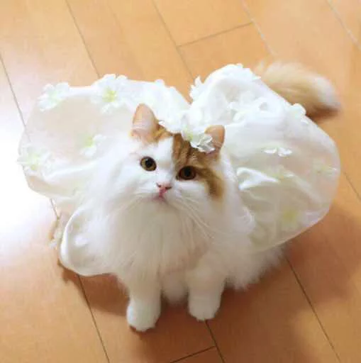 💍 Стикер «Kotya kot» для Telegram