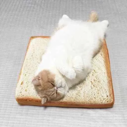 🥪 Стикер «Kotya kot» для Telegram