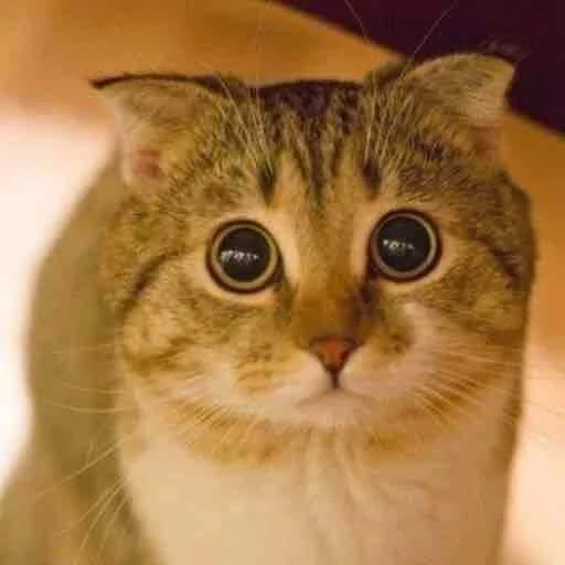 😿 Стикер «Kotya kot» для Telegram