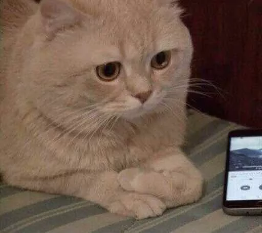 😔 Стикер «Kotya kot» для Telegram
