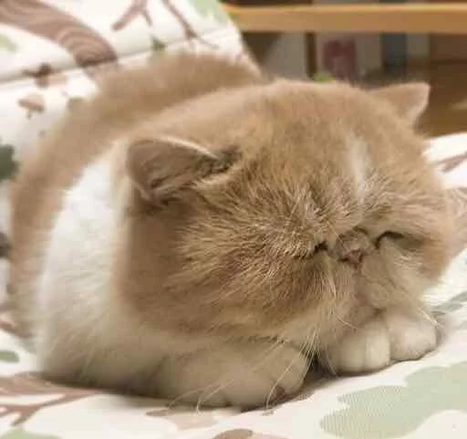 😴 Стикер «Kotya kot» для Telegram