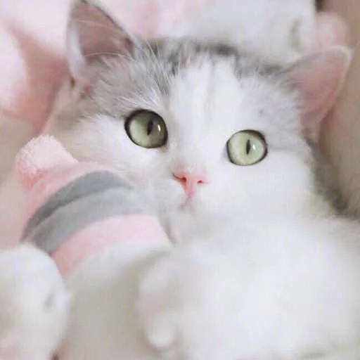 🍼 Стикер «Kotya kot» для Telegram