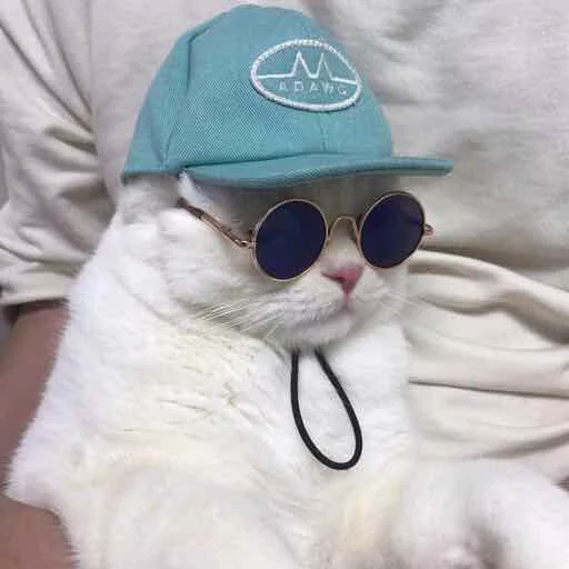 😎 Стикер «Kotya kot» для Telegram