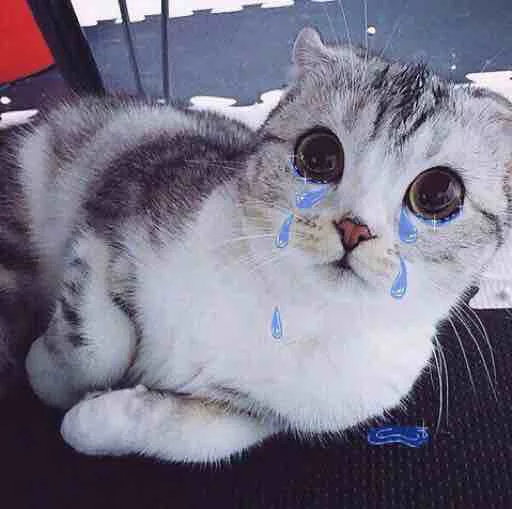 😿 Стикер «Kotya kot» для Telegram