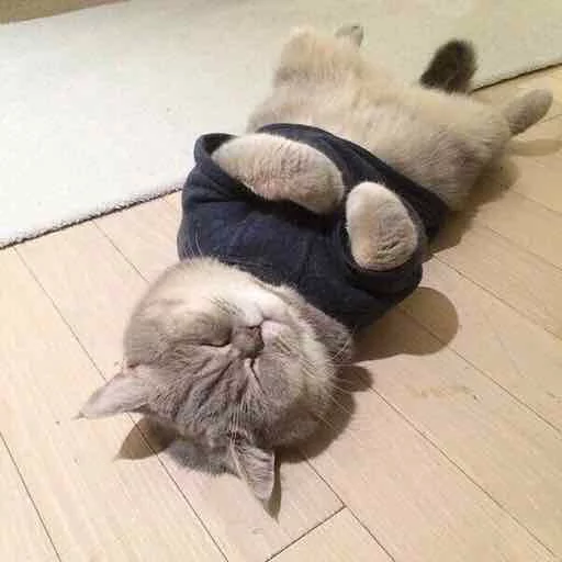 😴 Стикер «Kotya kot» для Telegram