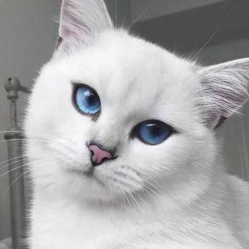 🙄 Стикер «Kotya kot» для Telegram