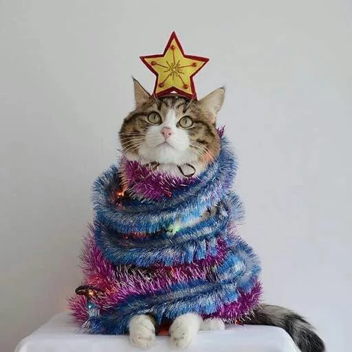 🎄 Стикер «Kotya kot» для Telegram