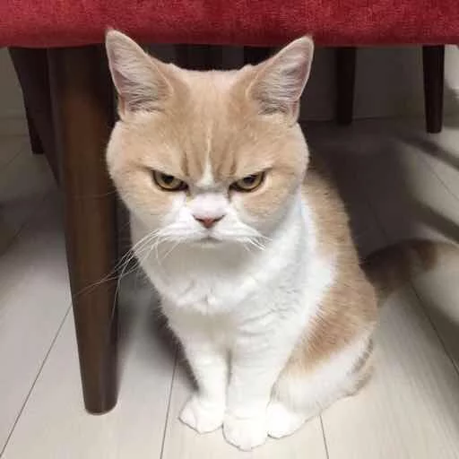 😾 Стикер «Kotya kot» для Telegram