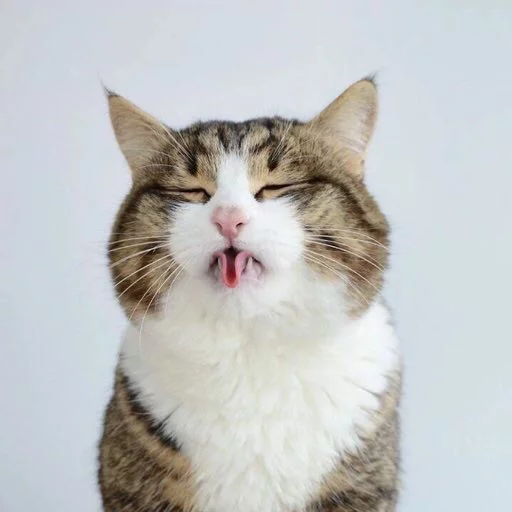 😛 Стикер «Kotya kot» для Telegram
