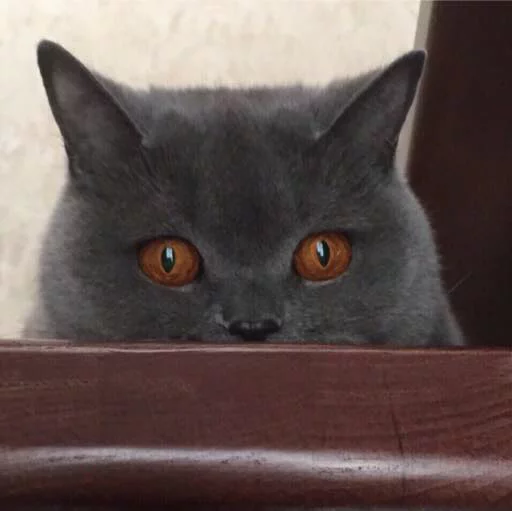 😳 Стикер «Kotya kot» для Telegram