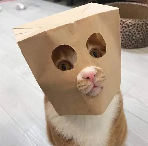 👻 Стикер «Kotya kot» для Telegram