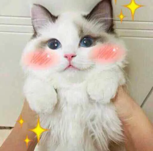 ✨ Стикер «Kotya kot» для Telegram
