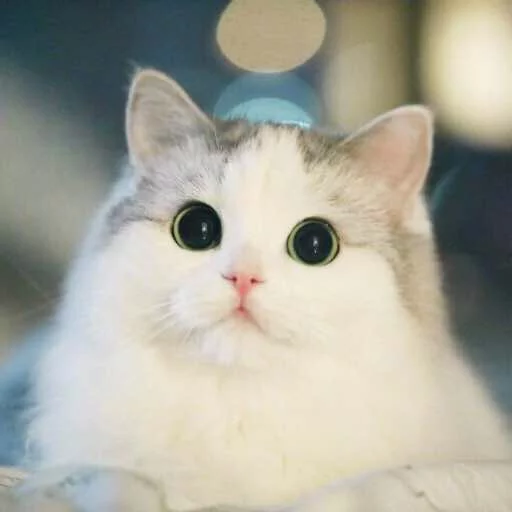 😳 Стикер «Kotya kot» для Telegram