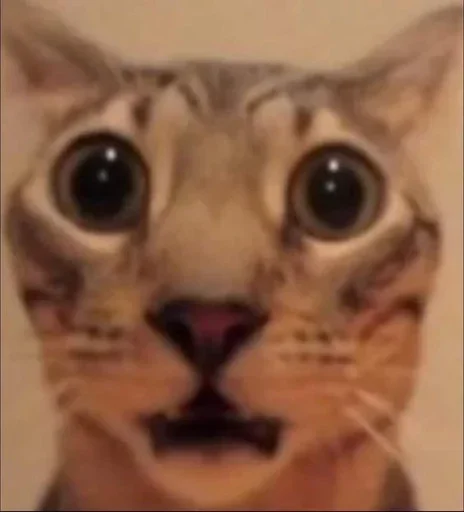 😺 Стикер «Котяо 1» для Telegram