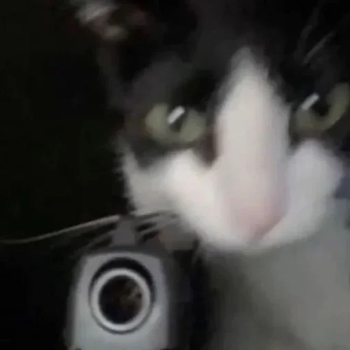 😺 Стикер «Котяо 1» для Telegram