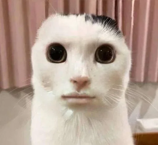 😺 Стикер «Котяо 1» для Telegram