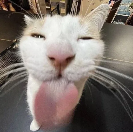 😺 Стикер «Котяо 1» для Telegram