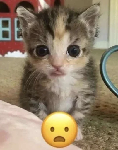 😺 Стикер «Котяо 1» для Telegram