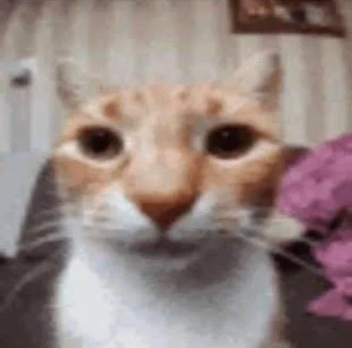 😺 Стикер «Котяо 1» для Telegram