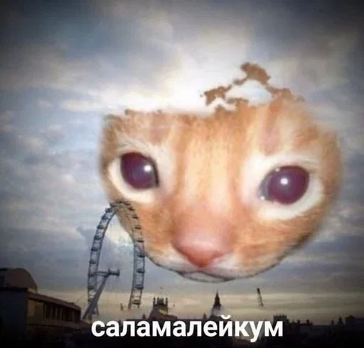 😺 Стикер «Котяо 1» для Telegram