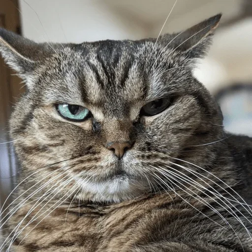 🤩 Стикер «Котяры» для Telegram
