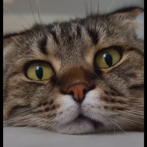 🤩 Стикер «Котяры» для Telegram