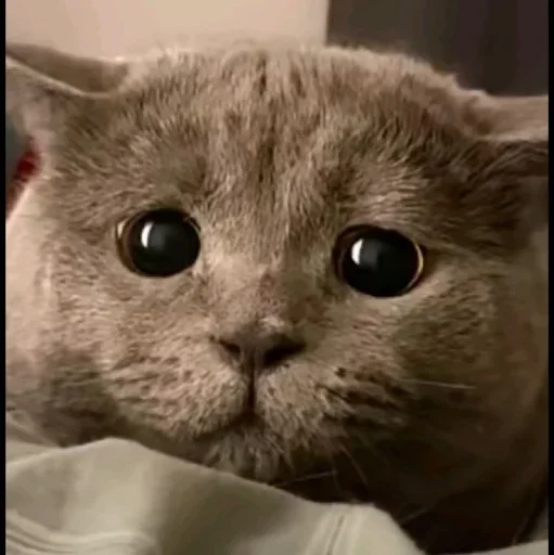 🤩 Стикер «Котяры» для Telegram