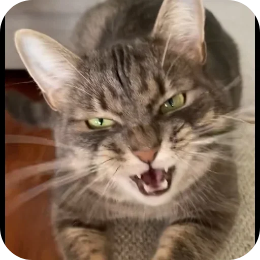 🐱 Стикер «Котяры» для Telegram