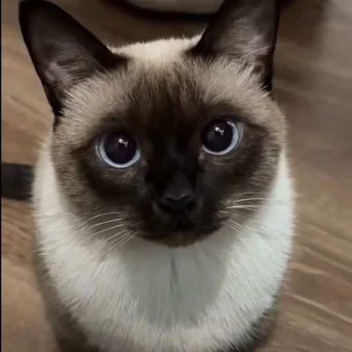 🤩 Стикер «Котяры» для Telegram