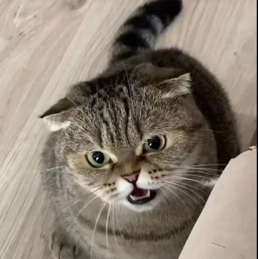 🤩 Стикер «Котяры» для Telegram