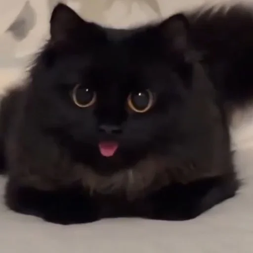 🤩 Стикер «Котяры» для Telegram