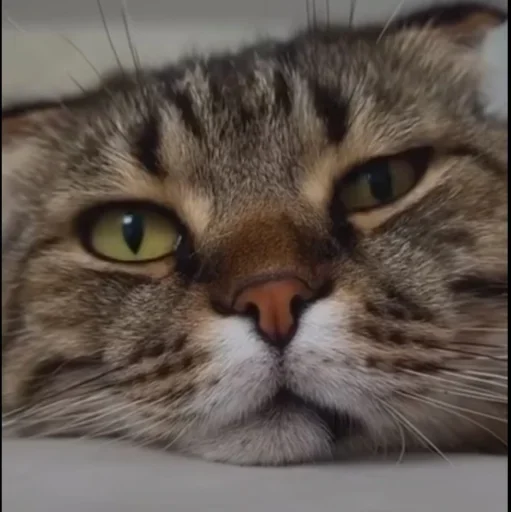 🤩 Стикер «Котяры» для Telegram