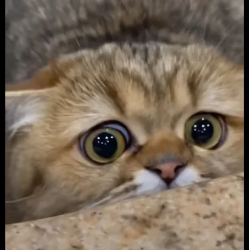 🤩 Стикер «Котяры» для Telegram