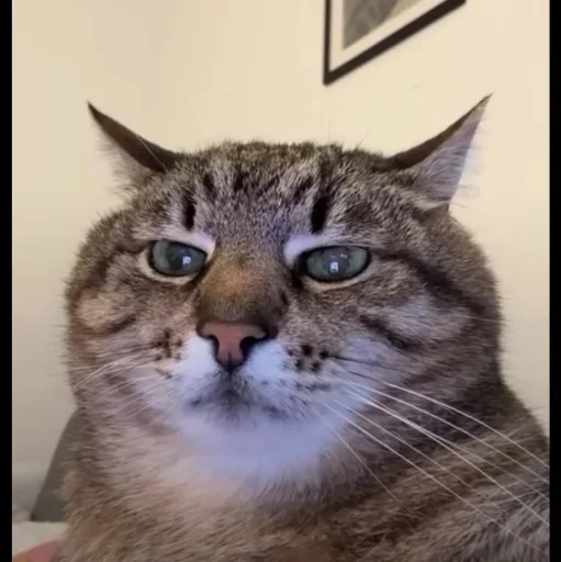 🤩 Стикер «Котяры» для Telegram