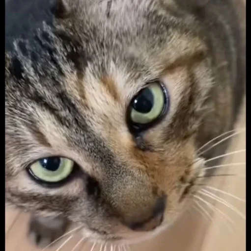 🤩 Стикер «Котяры» для Telegram