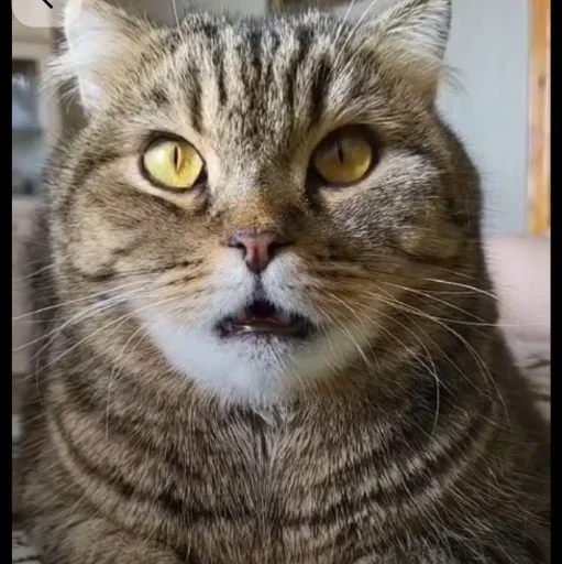 🤩 Стикер «Котяры» для Telegram