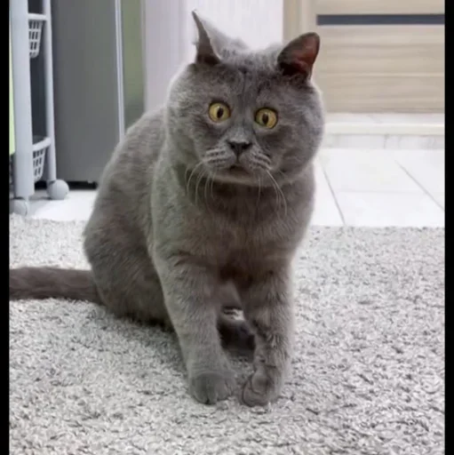 🤩 Стикер «Котяры» для Telegram