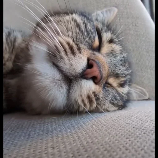 🤩 Стикер «Котяры» для Telegram