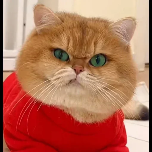 🤩 Стикер «Котяры» для Telegram