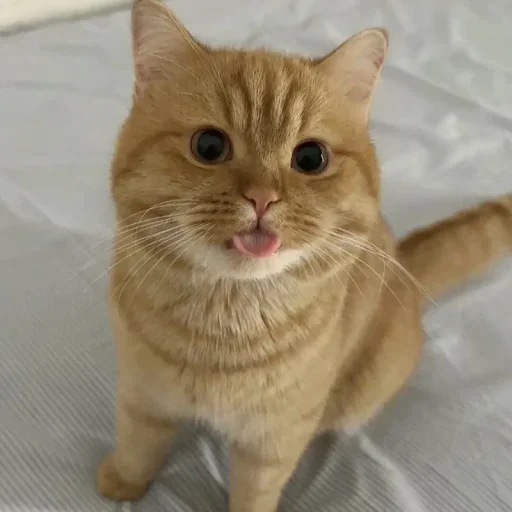 🤩 Стикер «Котяры» для Telegram