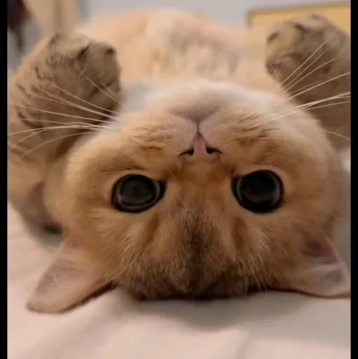 🤩 Стикер «Котяры» для Telegram