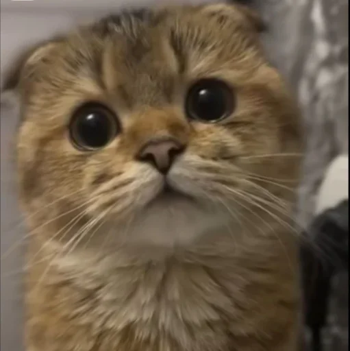 🤩 Стикер «Котяры» для Telegram