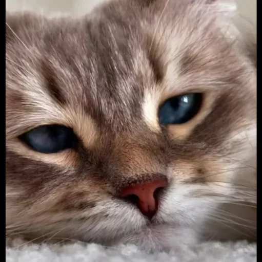 🤩 Стикер «Котяры» для Telegram