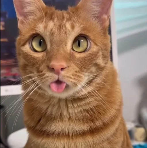 🤩 Стикер «Котяры» для Telegram