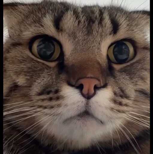 🤩 Стикер «Котяры» для Telegram
