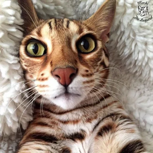 🤩 Стикер «Котяры» для Telegram