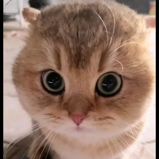 🤩 Стикер «Котяры» для Telegram